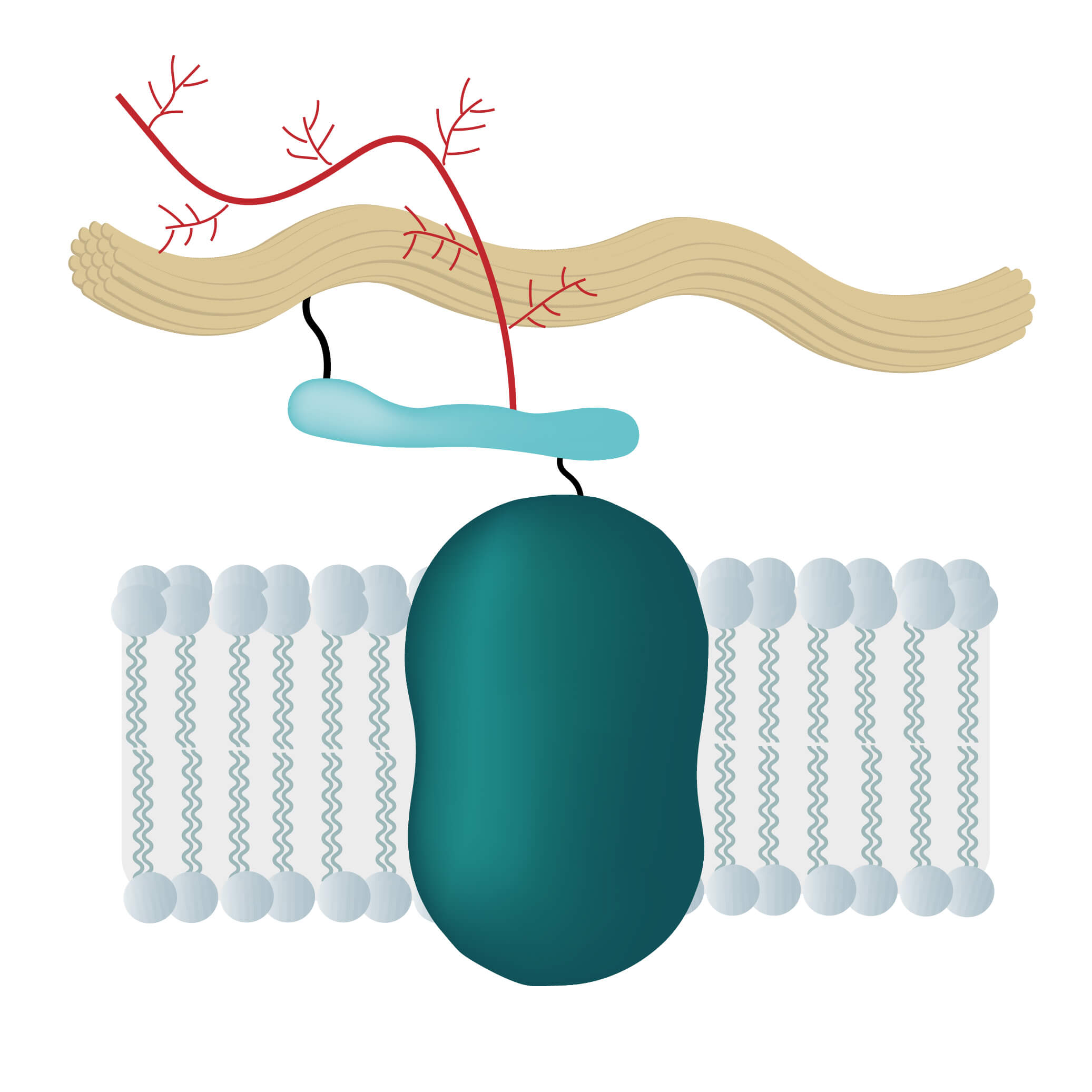 Membrane Proteins Indispensable Gatekeepers